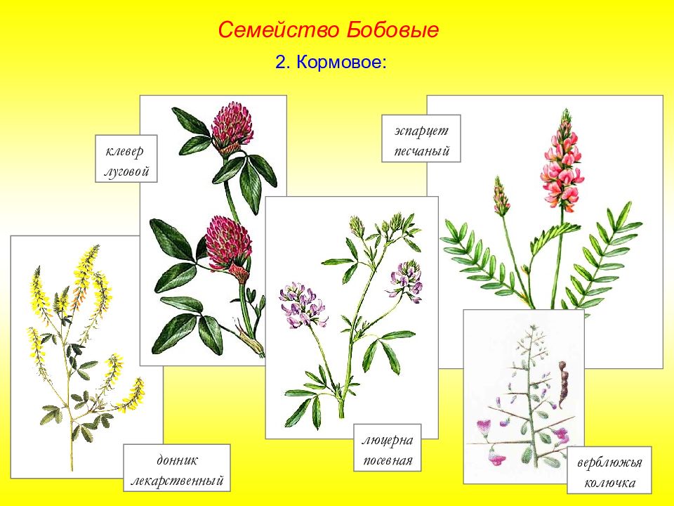 Представители бобовых. Покрытосеменные двудольные бобовые. Семейства покрытосеменных растений бобовые. Представители бобовых растений. Семейство бобовые представители.