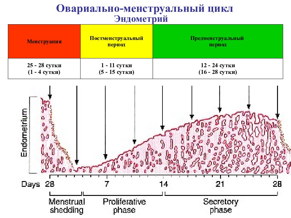 В s период происходит. Фазы менструального цикла схема. Маточный цикл фазы схема. Фазы менструационного цикла и эндометрий. Эндометрий фазы цикла эндометрия менструационного.