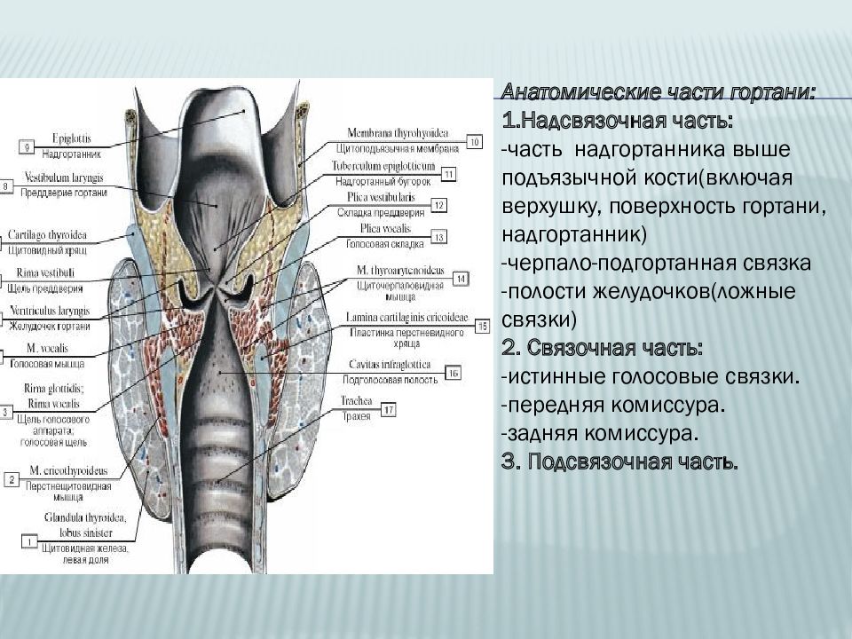 Голосовая полость гортани. Надгортанник голосовые складки. Анатомия гортани отделы гортани. Складки преддверия гортани анатомия. Задняя комиссура гортани анатомия.