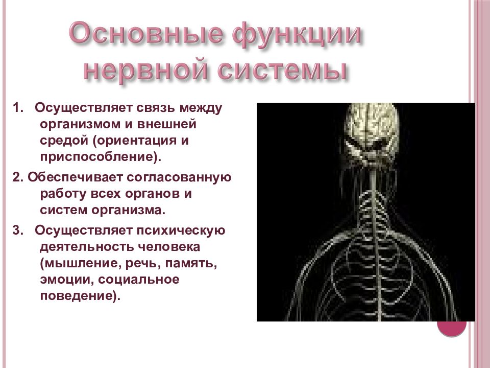 Презентация строение и функции нервной системы человека