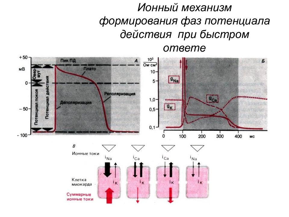 Ионный механизм. Потенциал действия его фазы ионные механизмы. Ионные механизмы формирования Пд. Фазы и ионные механизмы потенциала действия. Потенциал действия Пд ионный механизм формирования его фаз.