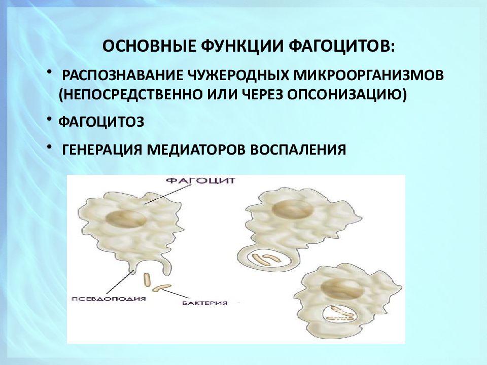 Фагоцитоз презентация иммунология