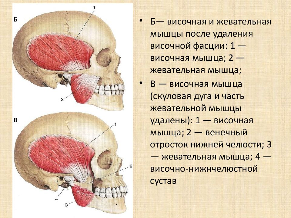 Височная мышца. Прикрепление височной мышцы. Жевательные и височные мышцы. Место прикрепления височной мышцы на нижней челюсти.