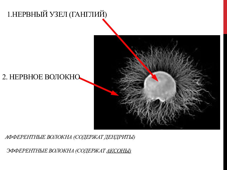 2 нервных ствола. Нервные узлы. Нервные узлы ганглии. Ганглии нервные ганглии. Нервный узелок.