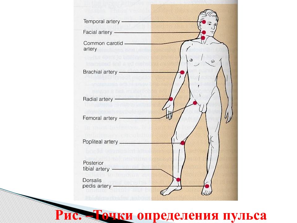 Пах человека. Точки исследования пульса. Точки пульса на теле человека. Места измерения пульса у человека. Точки пульсации на теле человека.