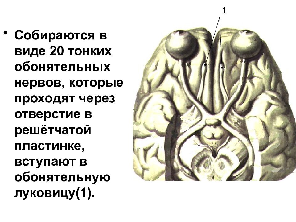 Зрительный нерв неврология презентация