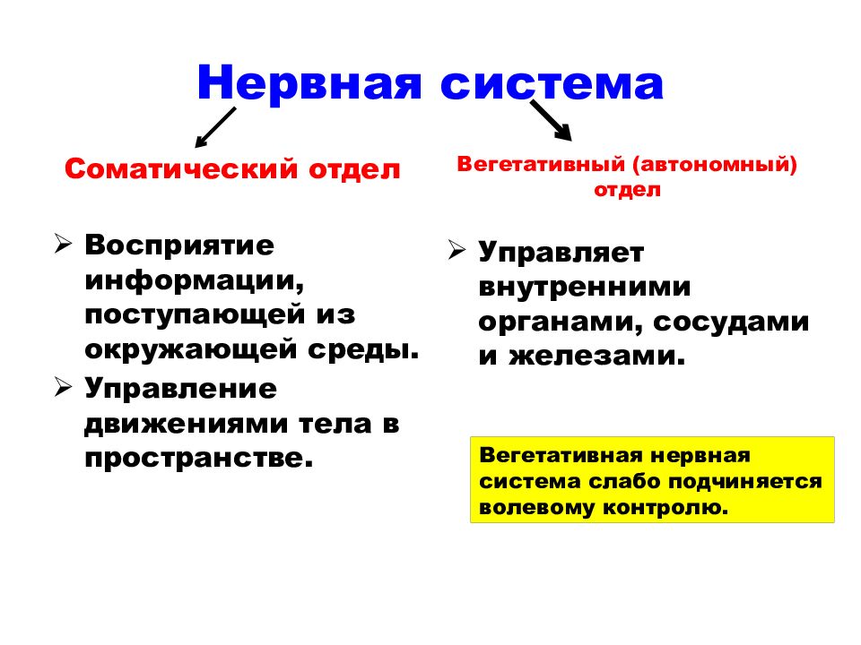 Соматический и автономный вегетативный отделы нервной системы 8 класс презентация