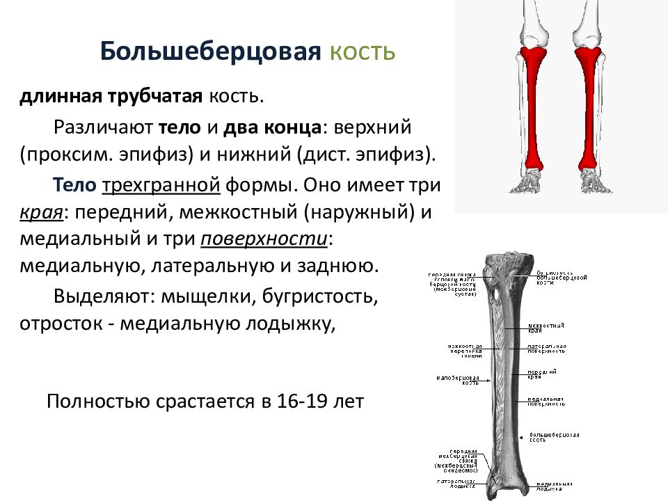 Мыщелок большой берцовой. Анатомия большеберцовой кости кости. Большеберцовая и малая берцовая кость. Строение большой берцовой кости человека. Большеберцовая кость голени.