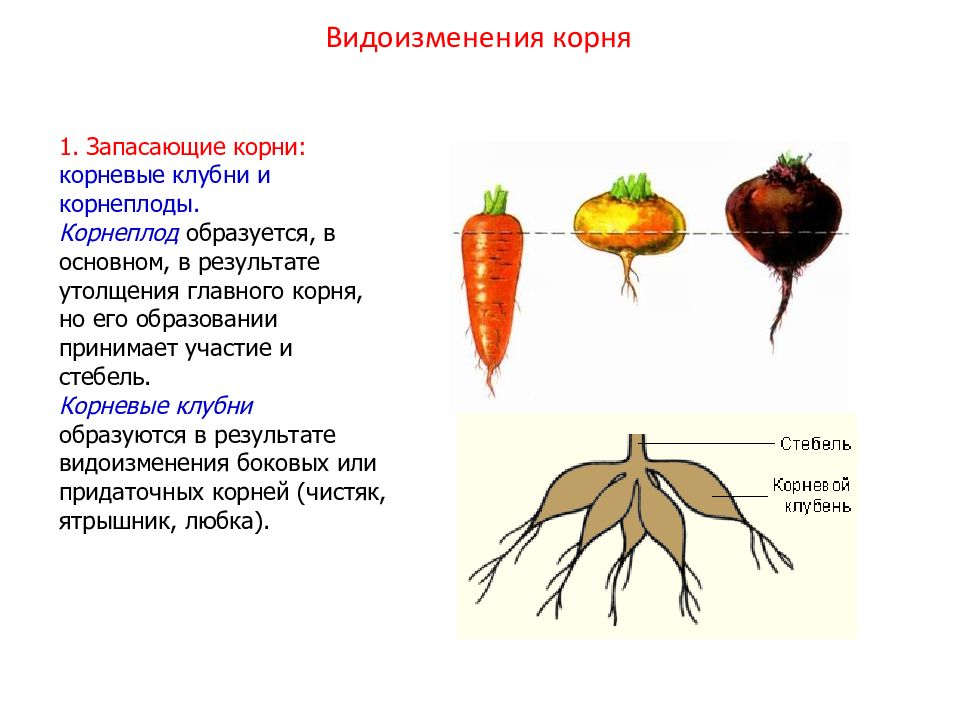 Какие растения образуют корнеплоды