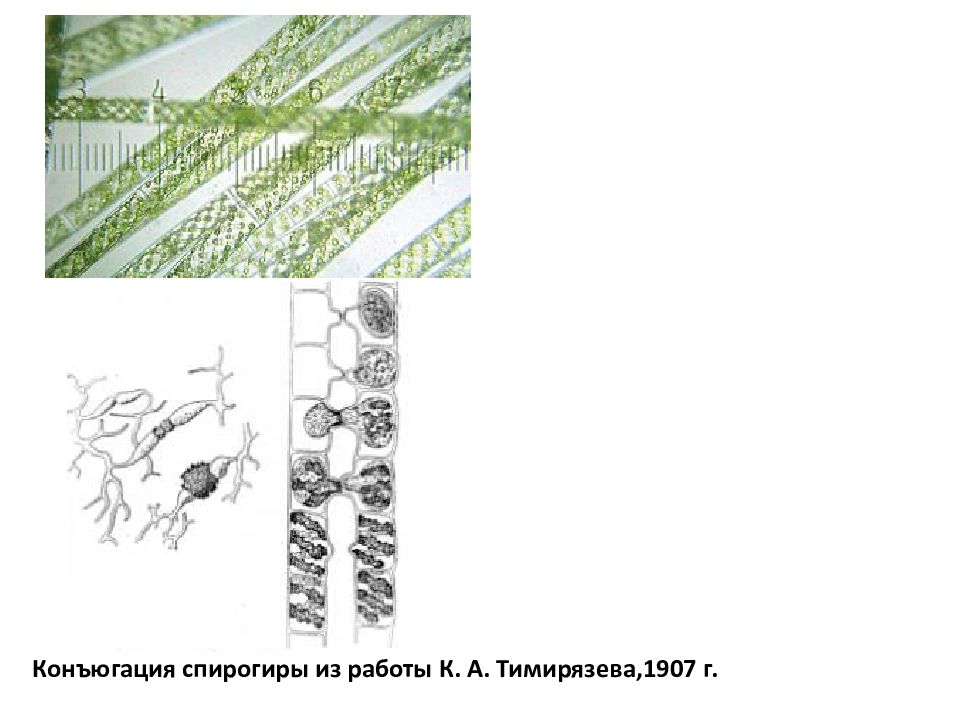 Конъюгация спирогиры. Конъюгация спирогиры схема. Спирогира рисунок. Строение спирогиры рисунок с подписями.