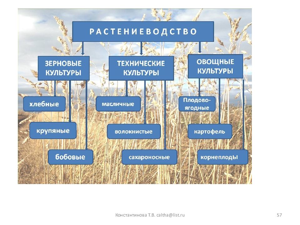 Дайте характеристику отрасли растениеводства. Структура растениеводства. Схема отраслей растениеводства. Отрасли растениеводства в России. Зерновые и технические культуры.