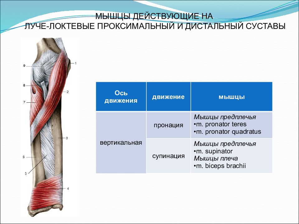 Дистальный отдел мышц. Мышцы обеспечивающие движение в локтевом суставе. Дистальный лучелоктевой сустав мышцы. Мышцы действующие на плечелоктевой сустав. Мышцы действующие на локтевой сустав.