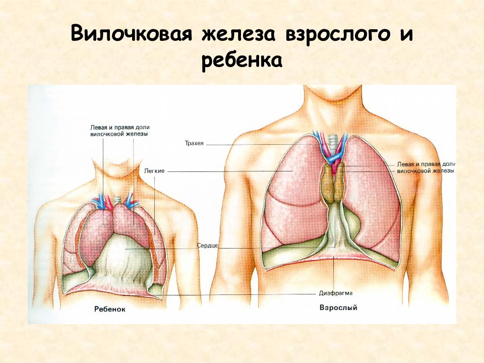 Тимус на картинке