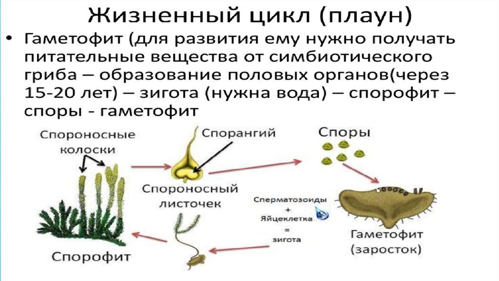 Описание гаметофита. Плауны размножение. Жизненный цикл плауна булавовидного схема. Цикл размножения плаунов. Жизненные циклы растений гаметофит и спорофит.