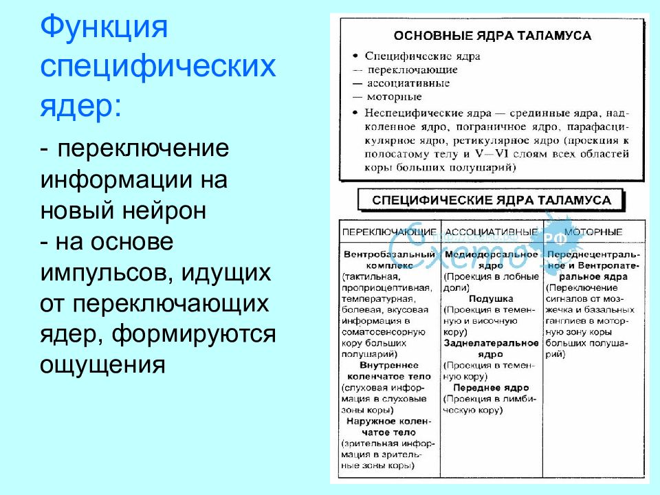 Специфические ядра таламуса получают информацию от. Классификация ядер таламуса физиология. Функциональная классификация ядер таламуса. Специфические ядра таламуса функции. Ядра таламуса и их функции таблица.