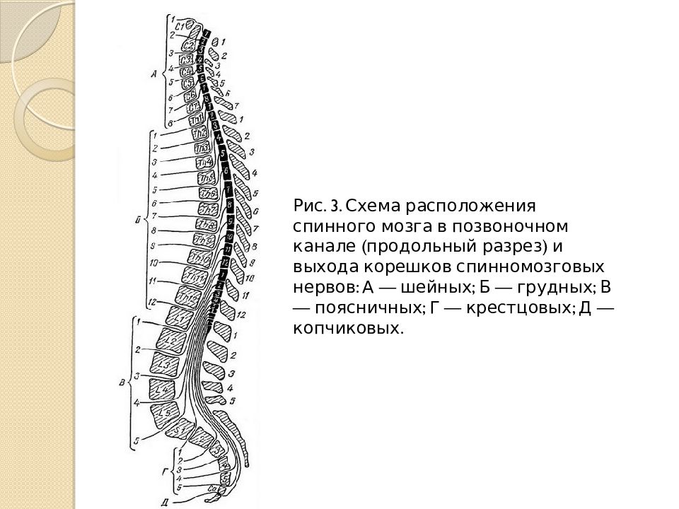 Спинной мозг в позвоночном канале рисунок 123