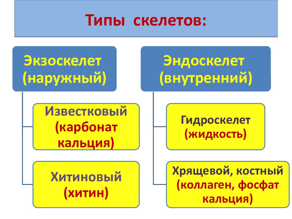 Внутренний скелет это. Типы скелетов. Типы скелетов наружный внутренний. Типы скелетов у животных. Таблица виды скелетов.