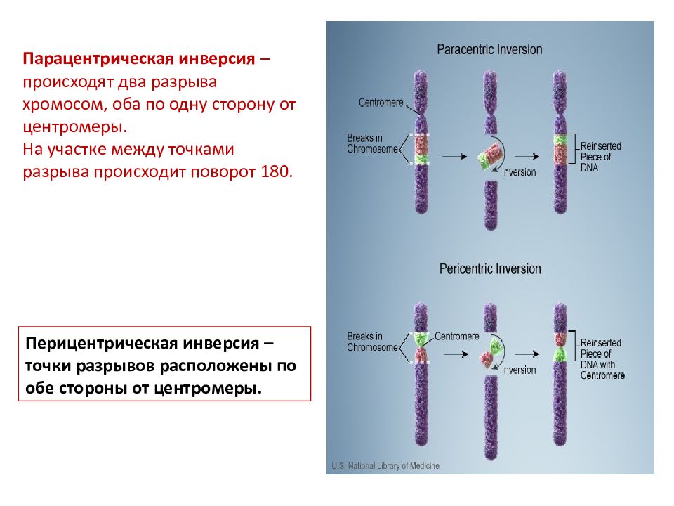 Деление центромеры хромосом