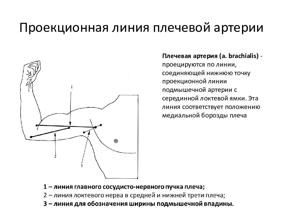 Пальпация плечевых артерий