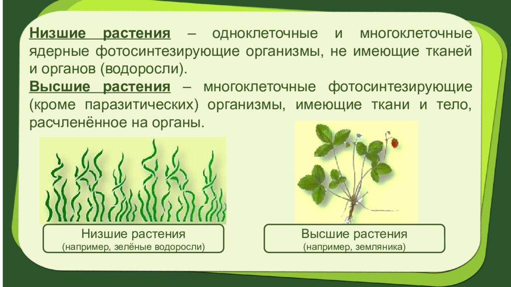 Биология 7 класс Тема урока: § 2.Систематика растений