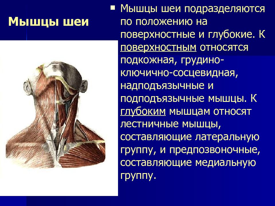 Мышцы шеи. Лестничные и грудино ключично сосцевидные мышцы. Мышца шеи поверхностная подкожная мышца. Грудино ключично сосцевидная мышца и лестничные мышцы. Надподъязычные мышцы шеи.