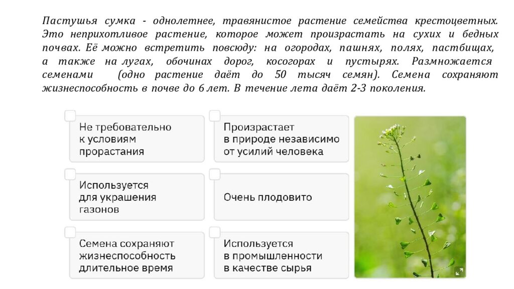 Рассмотрите изображения шести представителей мира растений. Предложите