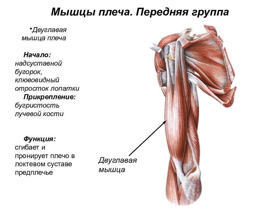 Мышцы прикрепляются с помощью