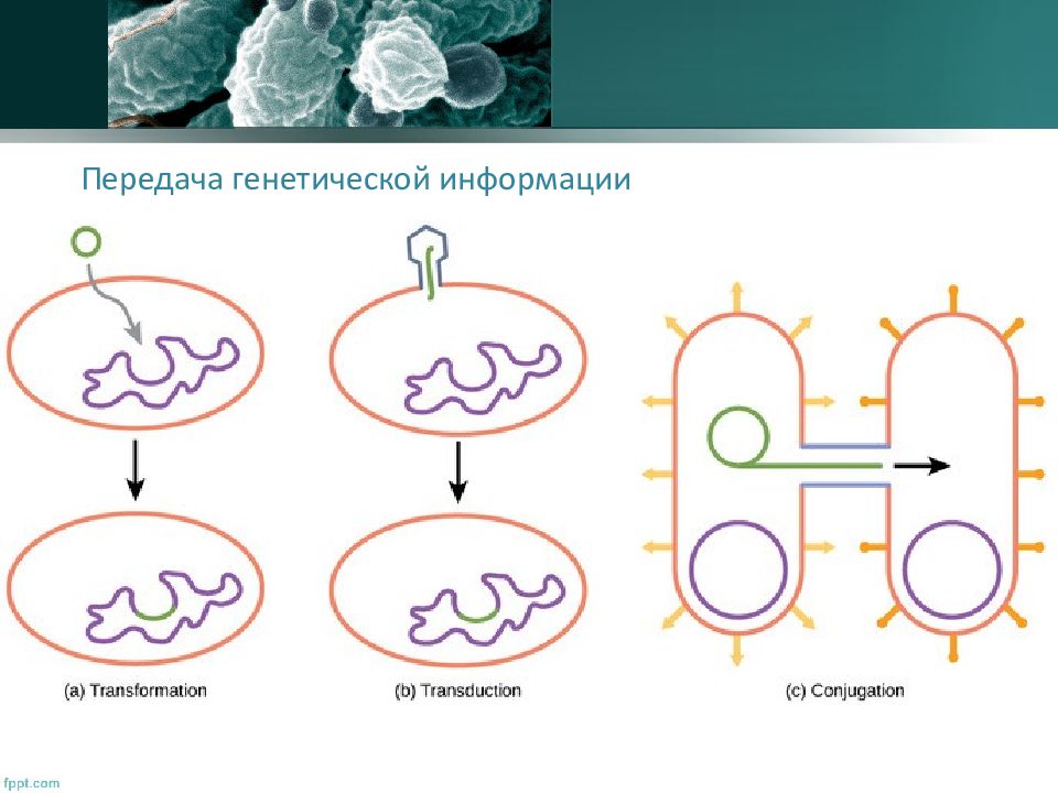 Генетика микроорганизмов микробиология презентация