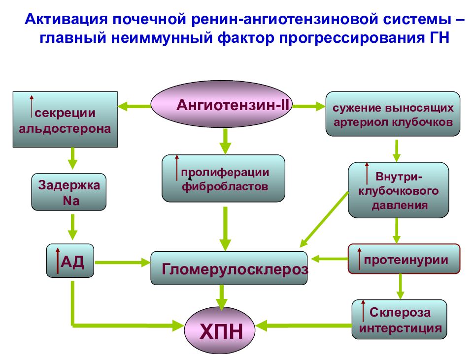 Активация раас. Схема активации РААС системы. Механизм активации РААС. Ренин-ангиотензиновая система активация. Ренин-ангиотензиновая система биохимия.
