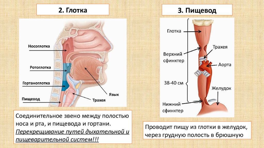 Анатомия ротоглотки в картинках