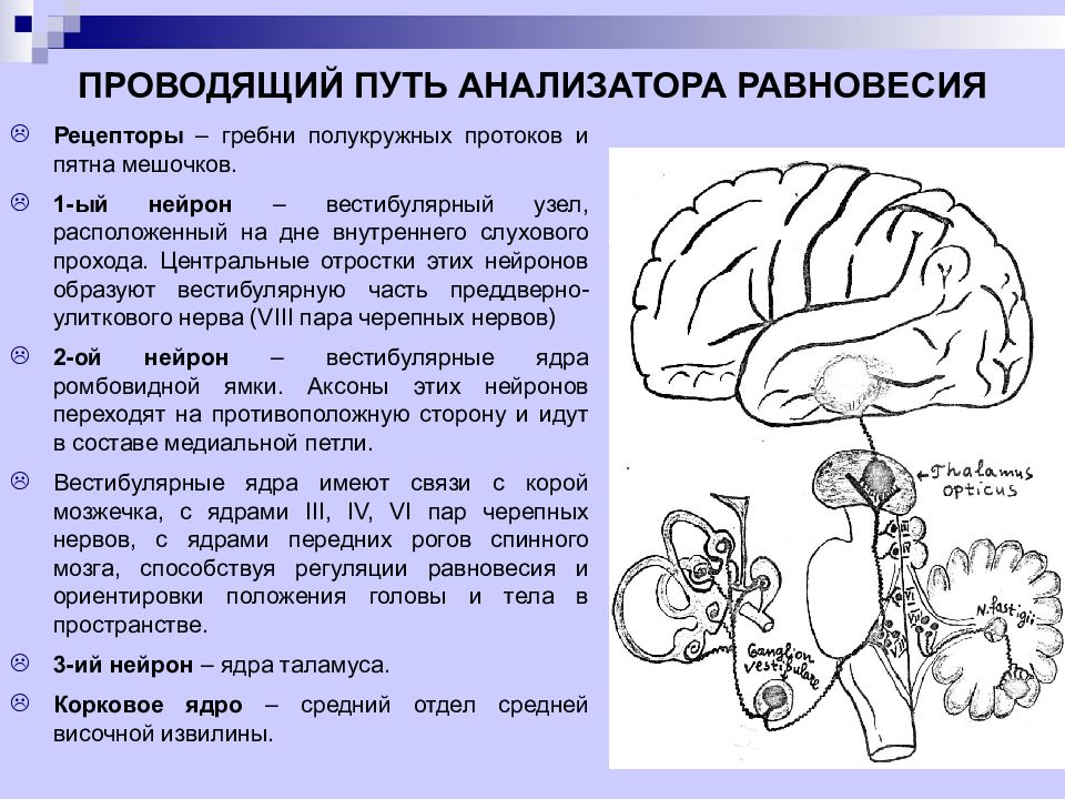 Строение статокинетического отдела уха статокинетический анализатор равновесия презентация