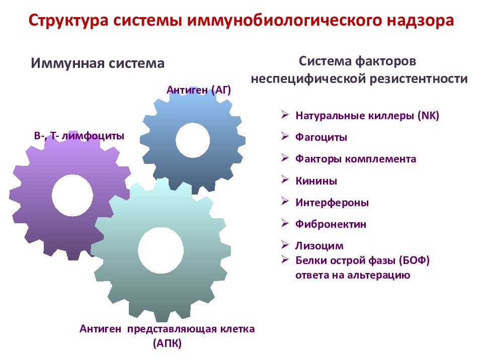 Системная структура. Структура системы. Структура иммунобиологического надзора. Структура, функции и роль системы иммунобиологического надзора. Структура системы иммунобиологического надзора организма.