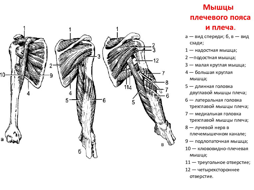 Мышцы пояса верхней конечности. Мышцы плеча передняя группа сгибатели. Мышцы плечевого пояса вид сбоку. Мышцы плечевого пояса сзади. Мышцы плеча вид сзади анатомия.