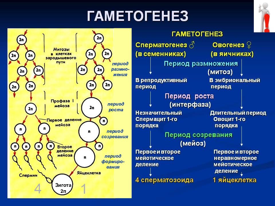 Урок размножение 9 класс