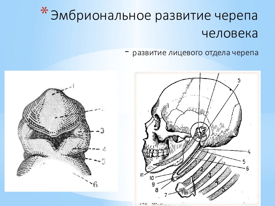 Эмбриональное развитие черепа. Развитие лицевого черепа. Развитие лицевого черепа анатомия. Эмбриональное развитие черепа человека.