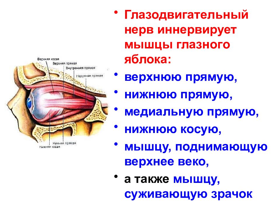 Глазодвигательный нерв анатомия схема