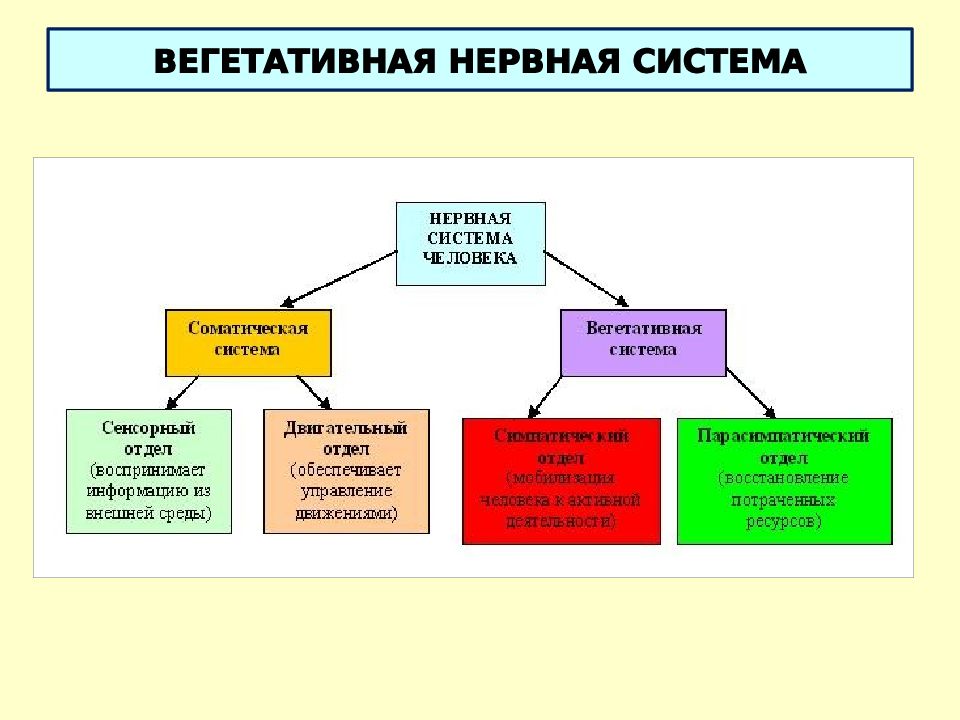 Вегетативная система презентация