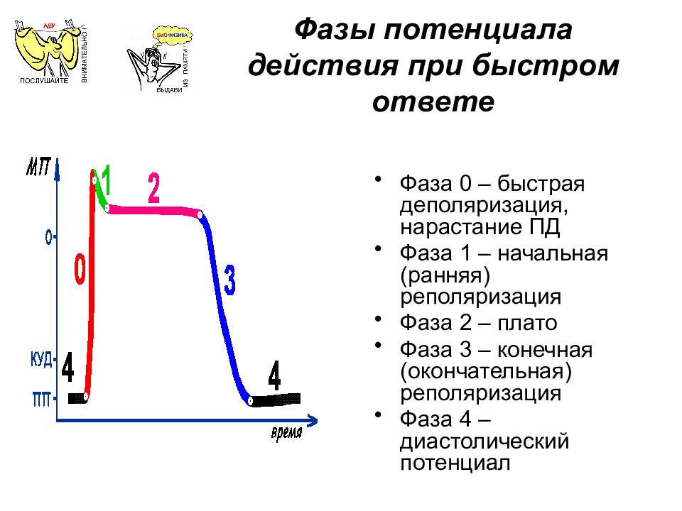 Рисунок потенциал действия