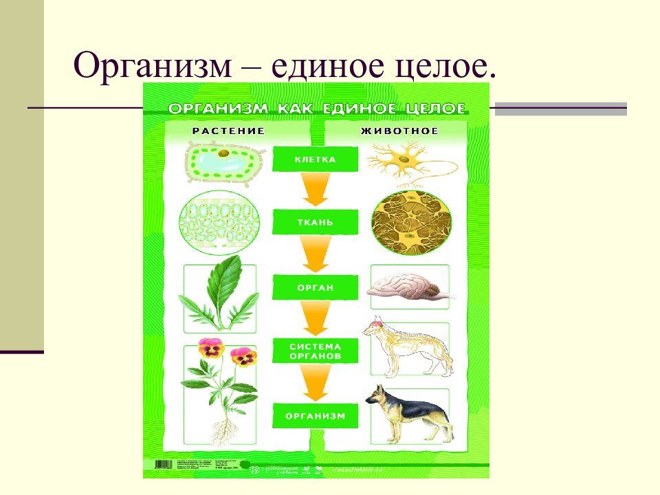 Организм в целом. Организм единое целое. Организм единое целое таблица. Организм единое целое схема. Организм единое целое 5 класс биология.