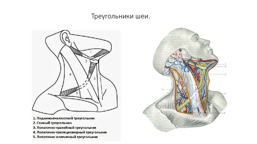 Лопаточно ключичный треугольник