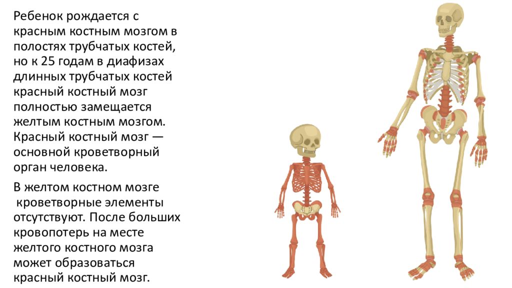 100 костей