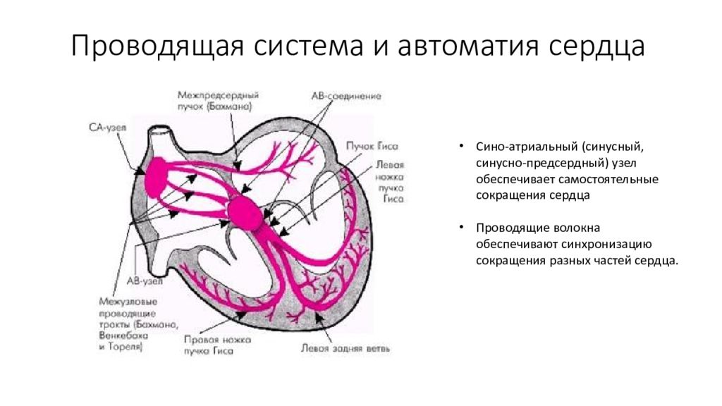 Проводимая система. Проводящая система сердца автоматия. Проводящая система сердца топографическая анатомия. Автоматия сердечной мышцы Проводящая система. Проводящая система сердца уровни автоматии и проводимости.