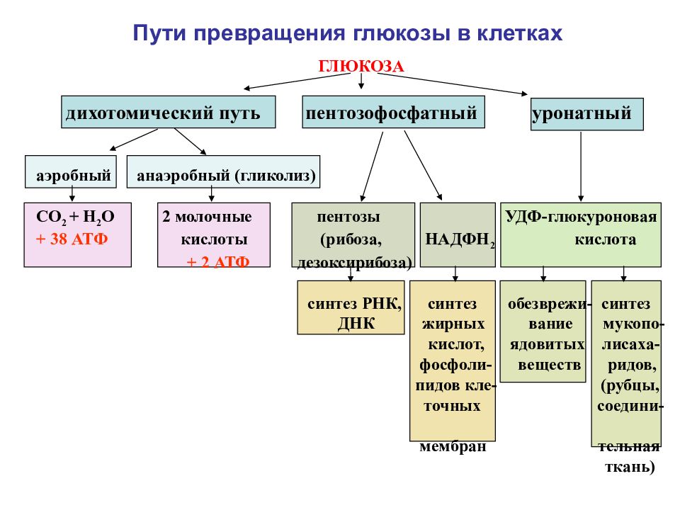 Источники глюкозы. Схема пути использования Глюкозы в клетке. 5. Основные пути тканевых превращений Глюкозы.. Пути использования Глюкозы тканями. Общая схема превращения Глюкозы.