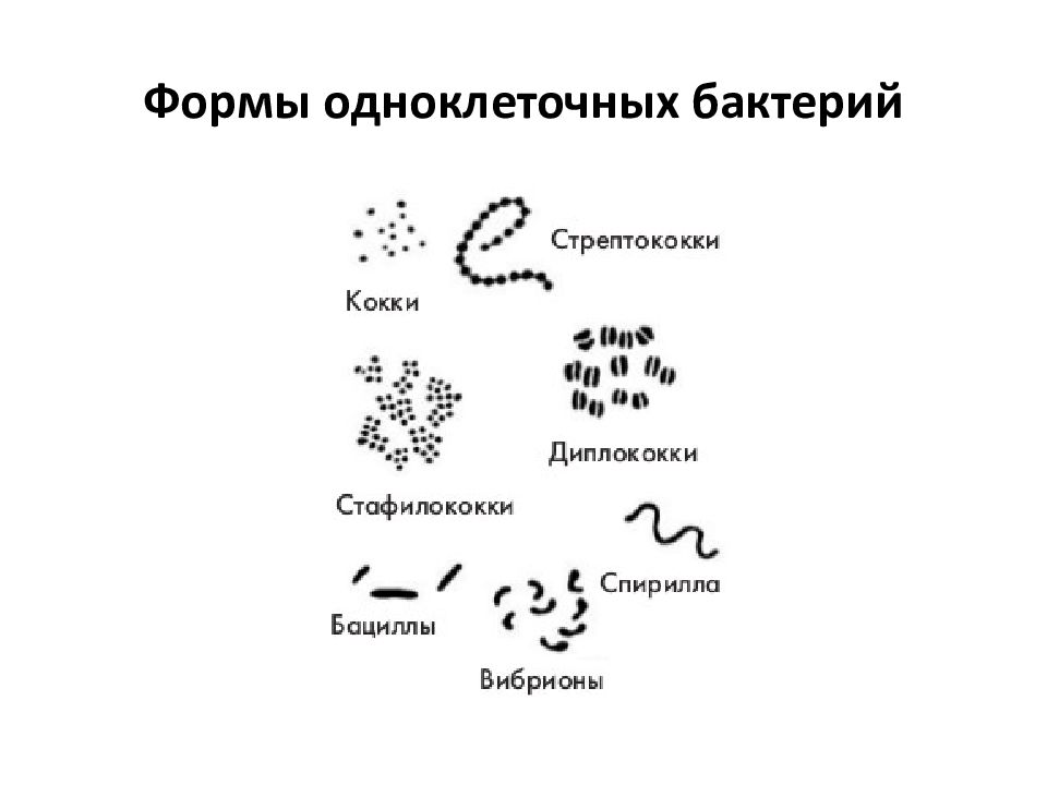 Кокковые бактерии. Форма бактерии кокки. Формы бактерий микробиология таблица. Формы ба. Кокковые формы бактерий.