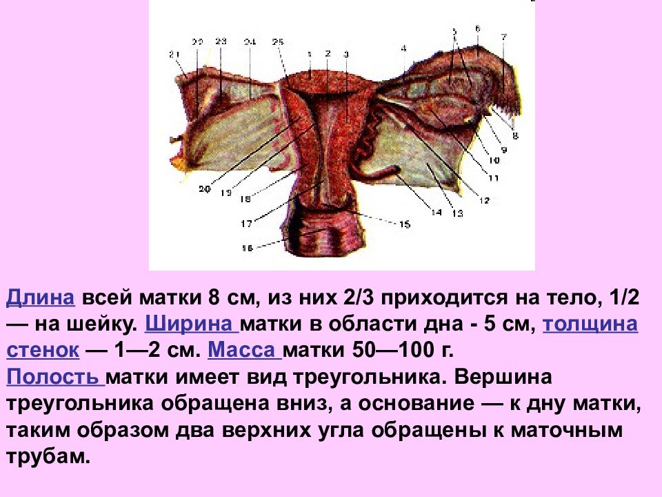 Строение женских половых органов внешнее строение рисунок анатомия и физиология органов