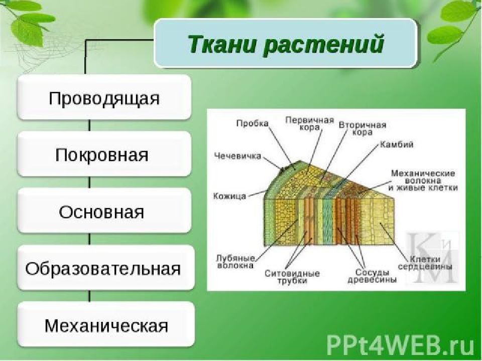 Ткани 5 класс биология презентация