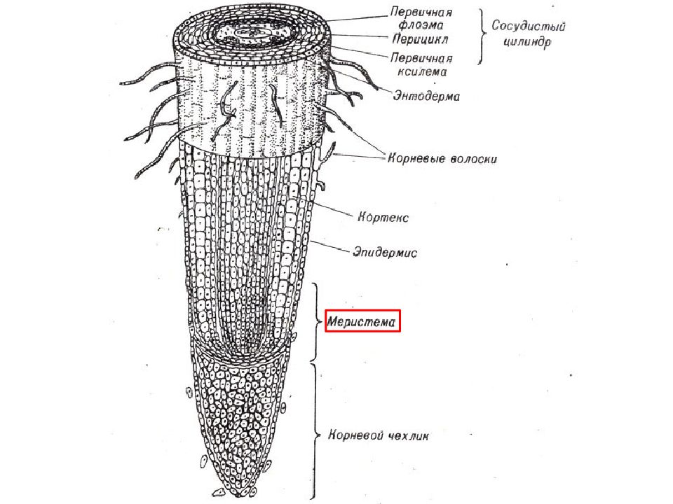 Рисунок корня растения строение