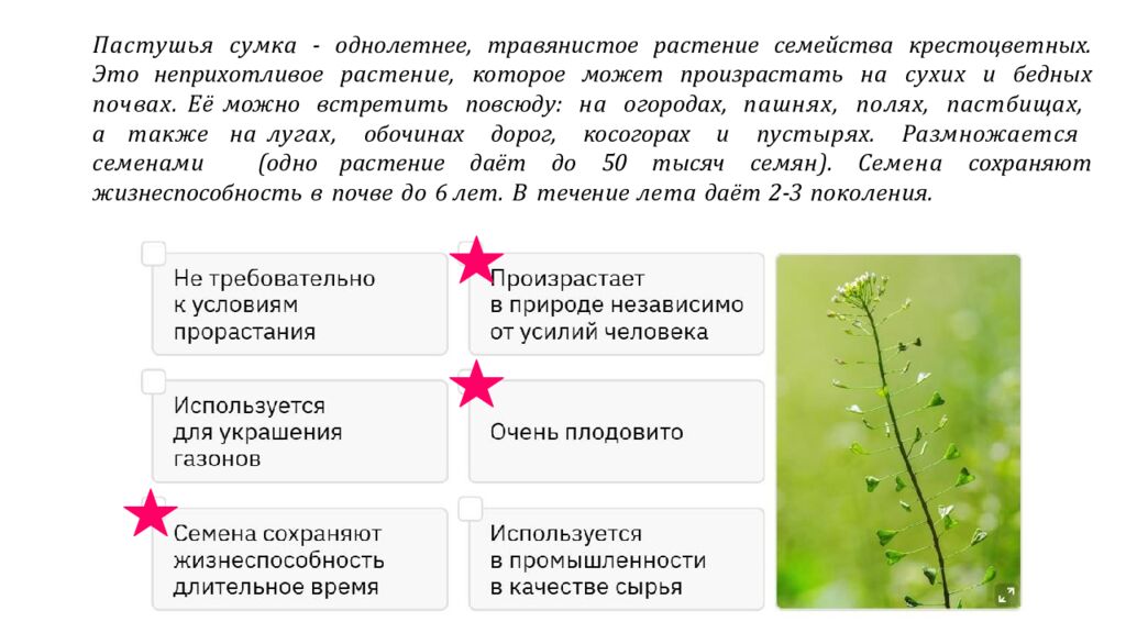 Рассмотрите изображения шести представителей мира растений. Предложите