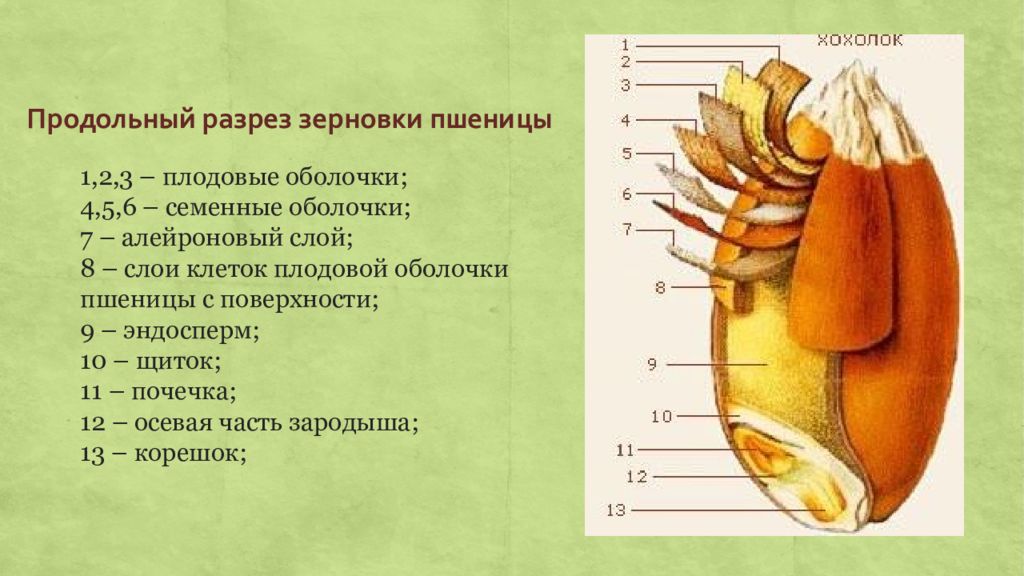 Зерновка пшеницы строение