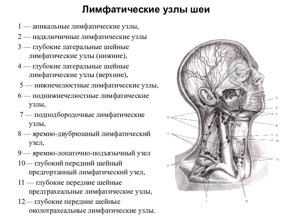 Лимфоузлы на шее расположение схема у взрослых спереди